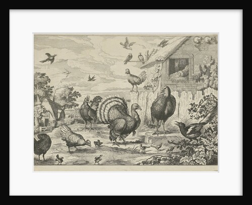 Different poultry and a turkey by Francis Barlow