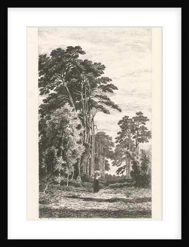 Dennenlaan by Alexander Mollinger