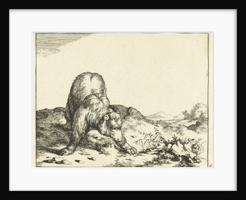 Standing Bear, from the front, the front legs wide apart by Anonymous