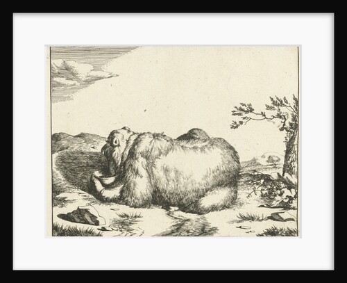 Reclining bear, from behind, drinking from bowl by Marcus Gerards I