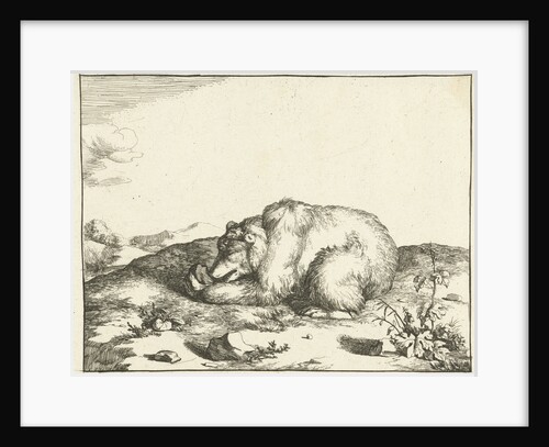 Bear, eating something from his left leg by Marcus Gerards I