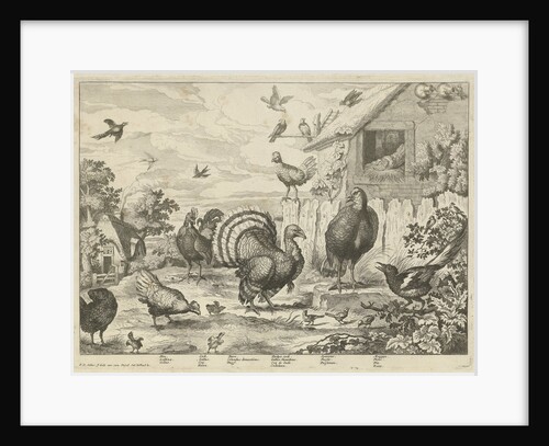 Various poultry and a turkey by Jacob Gole