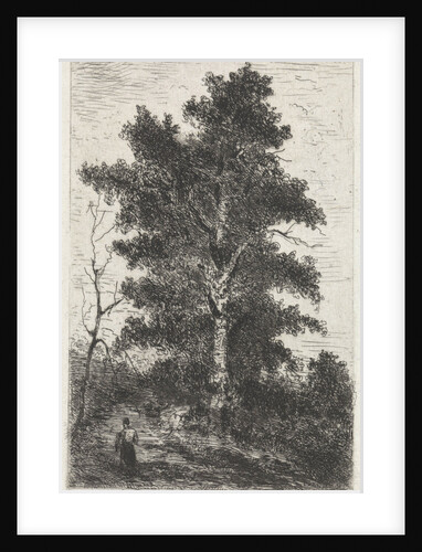 Beech by Arnoud Schaepkens