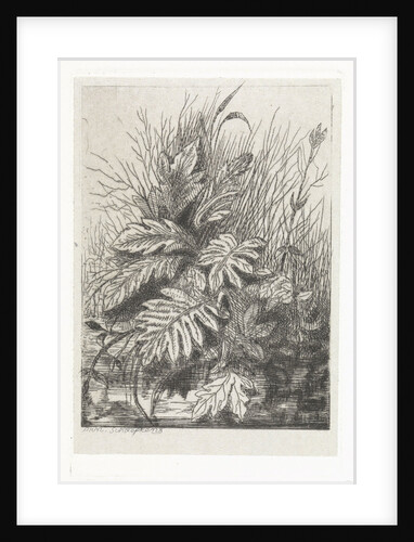 Plants by Arnoud Schaepkens