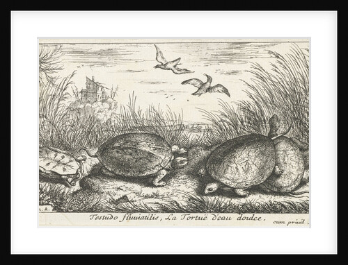 Four freshwater turtles between grass and reed by Reinier & Josua Ottens