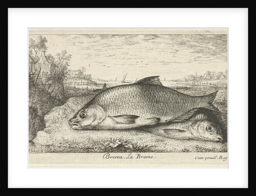 Two bream on a riverbank by Lodewijk XIV