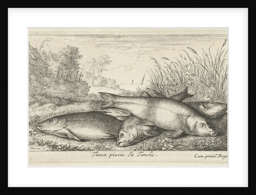 Four tench on a river bank by Lodewijk XIV