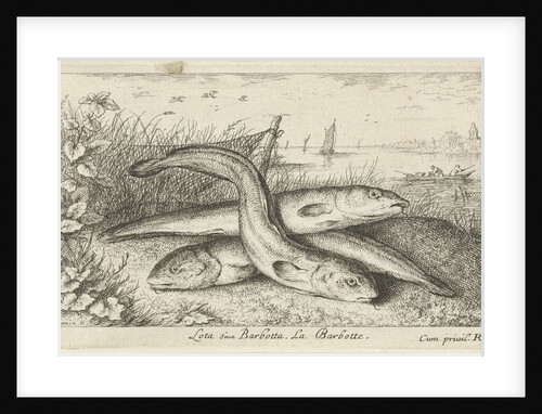 Three lobe eels on a riverbank by Louis XIV King of France