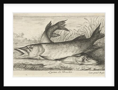 Two pike on a riverbank by Louis XIV King of France