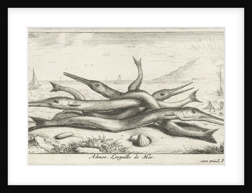 Needlefish, Belonidae on the beach by Lodewijk XIV