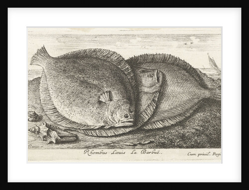 Three fishes on the beach, brill, Scophthalmus rhombus by Anonymous