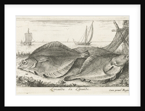 Two dabs on the beach by Dudley Carlton