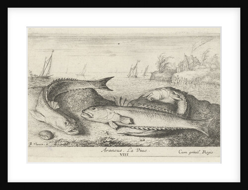 weeverfish, Trachinidae on the beach by Albert Flamen