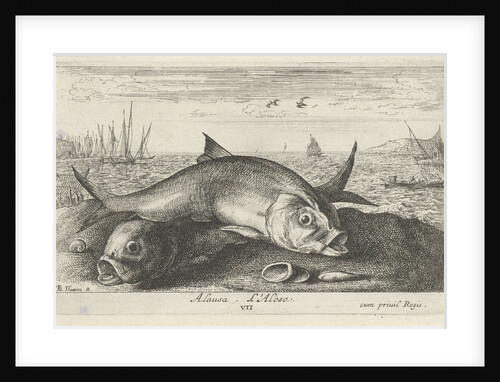 Two Twaite shads on the beach by Albert Flamen