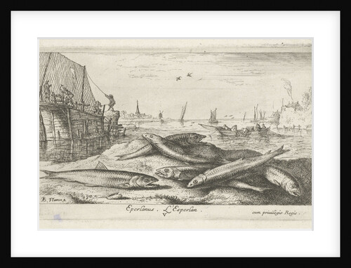 European smelt Osmerus eperlanus on the beach by Jacques van Merlen