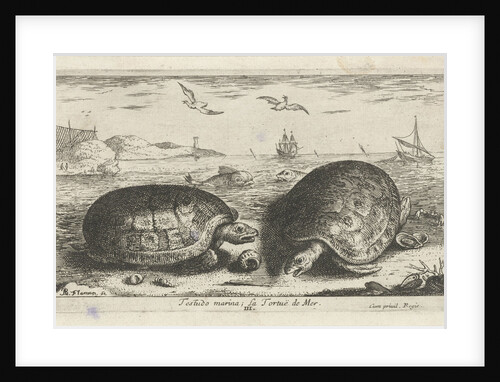 Two turtles on the beach by Albert Flamen