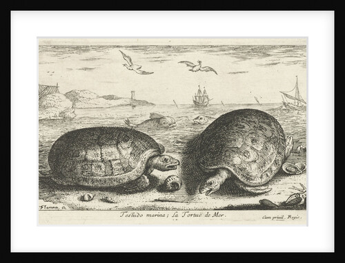 Two turtles on the beach by Albert Flamen