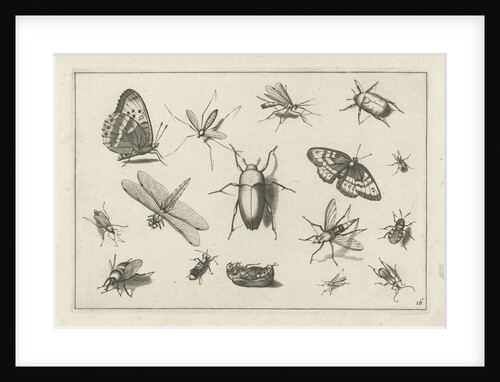 Insects by Claes Jansz. Visscher II