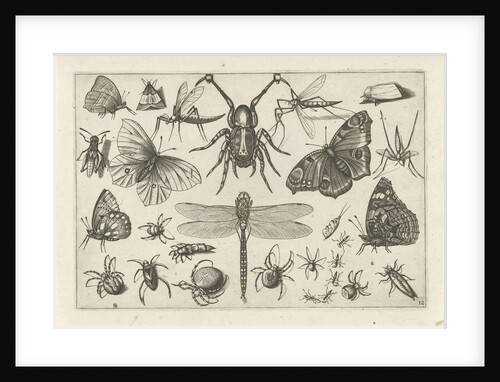 Insects by Claes Jansz. Visscher II
