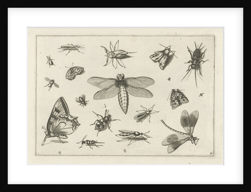Insects by Claes Jansz. Visscher II