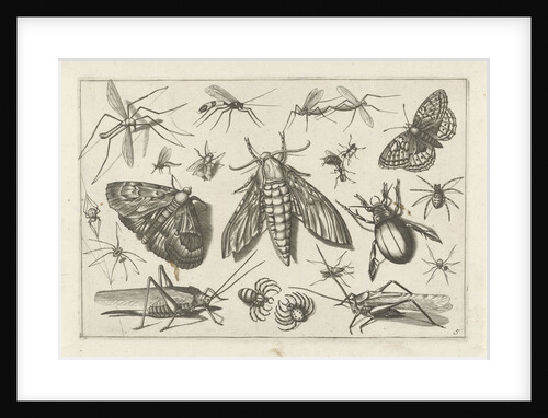 Insects by Claes Jansz. Visscher II