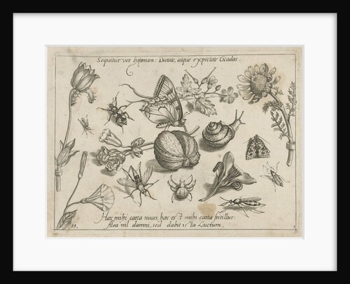 Insects, flowers and a snail around a walnut by Joris Hoefnagel