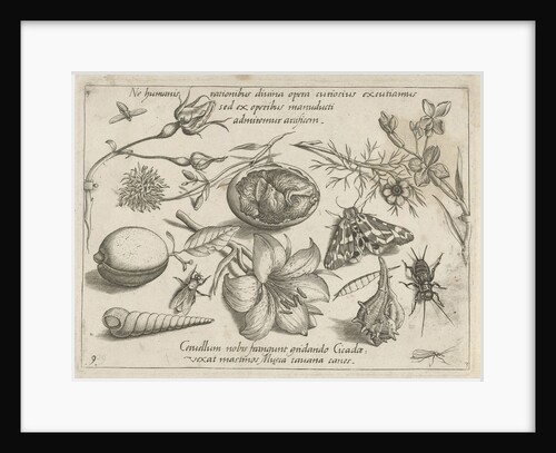 Insects, plants and shells around a chick in an egg by Joris Hoefnagel