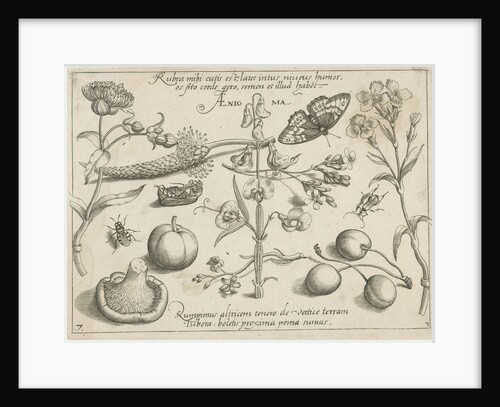 Insects, plants and fruits around a sweet pea by Christoph Weigel