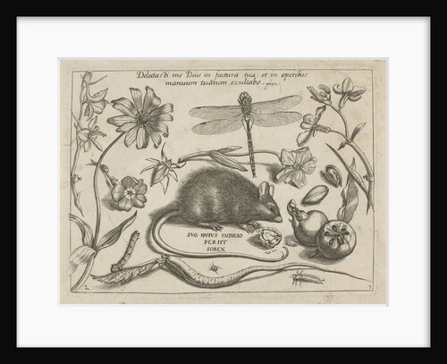 insects, plants and fruits around a rat by Christoph Weigel