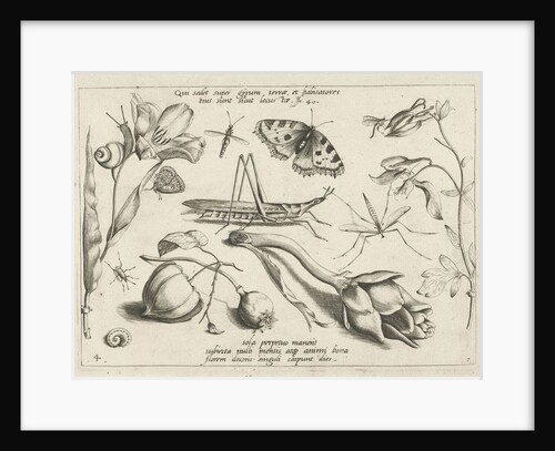 Animals and plants around a grasshopper and a artishock by Joris Hoefnagel