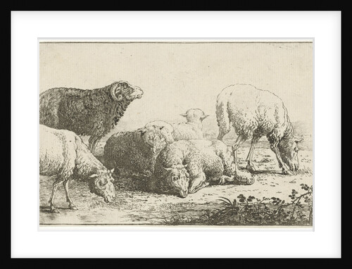 Sheep by Jan van den Hecke I