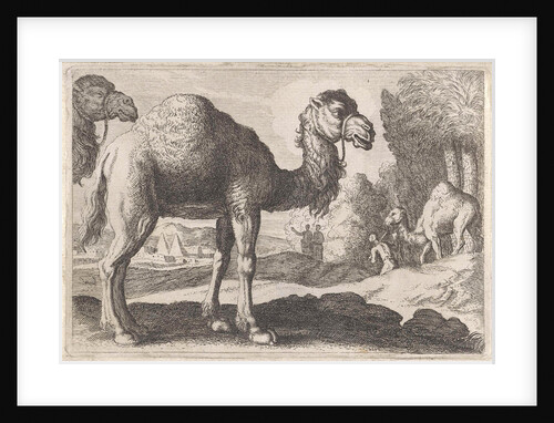 Camels by Herman van Swanevelt