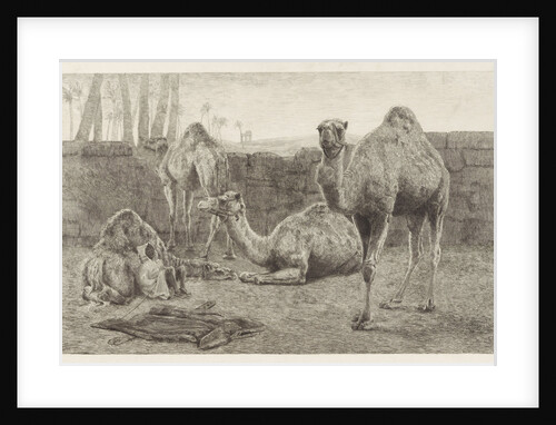 Camels by August Le Gras