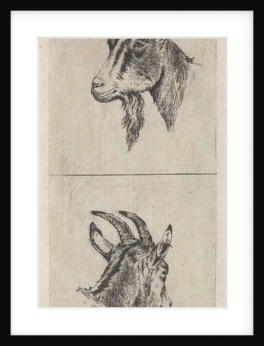 Bucks head by Pieter Janson