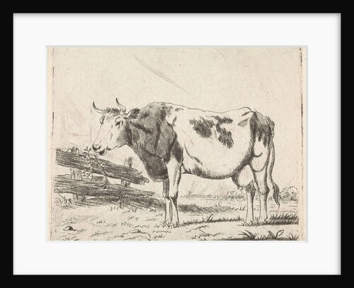 Cow at fence by Pieter Janson