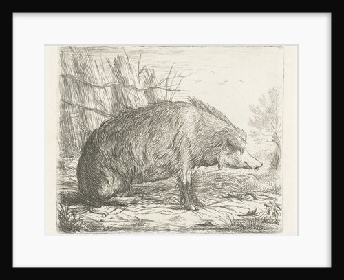 Sitting wild boar by Pieter Gaal
