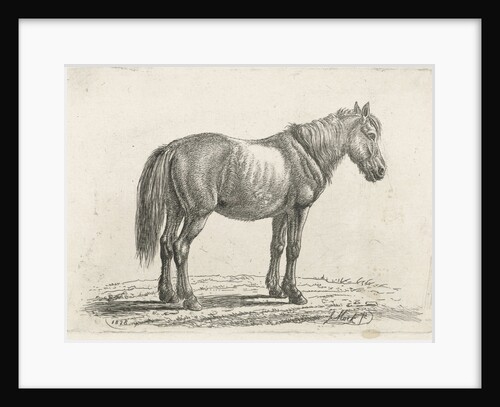 Single horse right by Johannes Mock