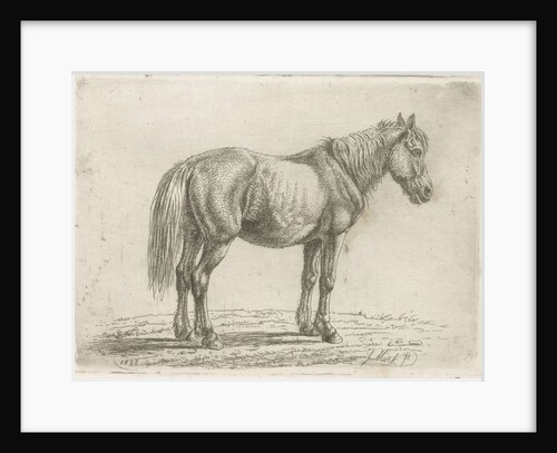 Single horse right by Johannes Mock