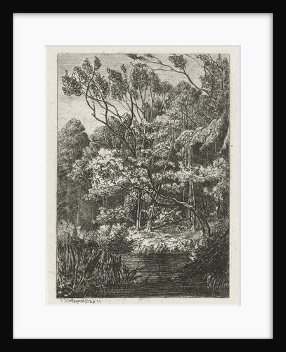 Forest view by Joseph Hartogensis