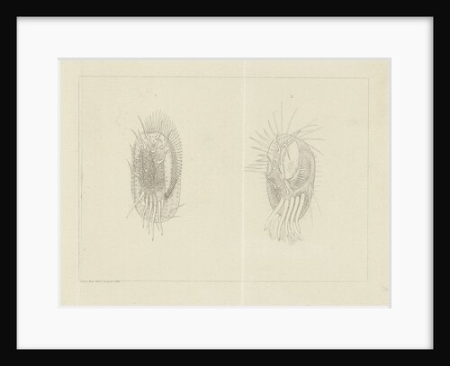 Two infusoria by Jacob Rees