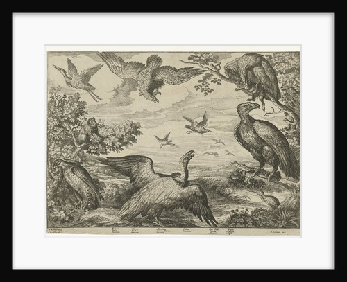Various birds and a monkey by Edward Cooper