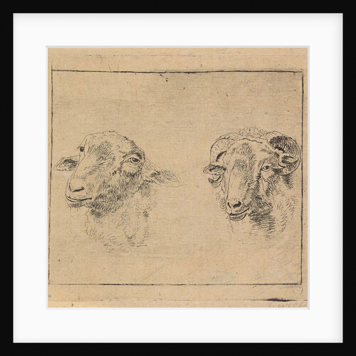Head of a ram and head of a sheep by Carel Webbers