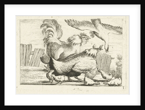 Falcon, group of chickens, chicks by Peter Casteels III