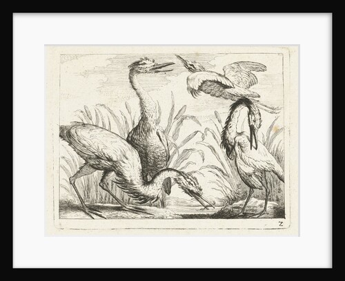 Herons at a puddle by Peter Casteels III