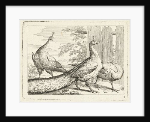 Three peacocks by Peter Casteels III