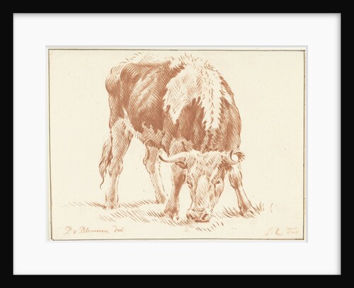 Grazing ox from the front by Jurriaan Cootwijck