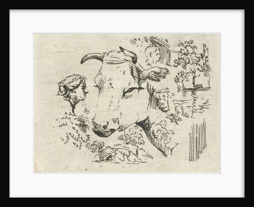 Study Sheet with cow's head by Hermanus Fock