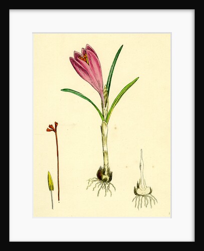 Crocus Vernus Purple Crocus by Anonymous