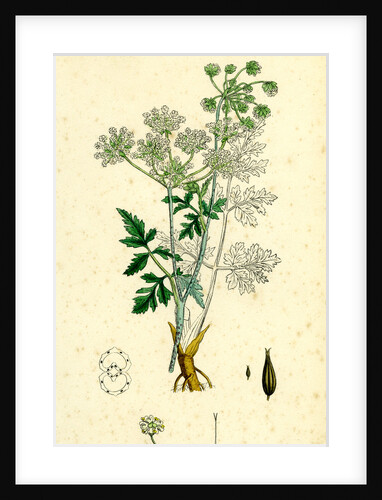 Chaerophyllum Temulum Rough Chervil by Anonymous