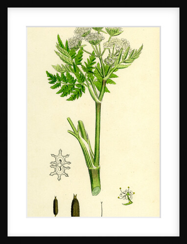 Myrrhis Odorata Sweet Cicely by Anonymous